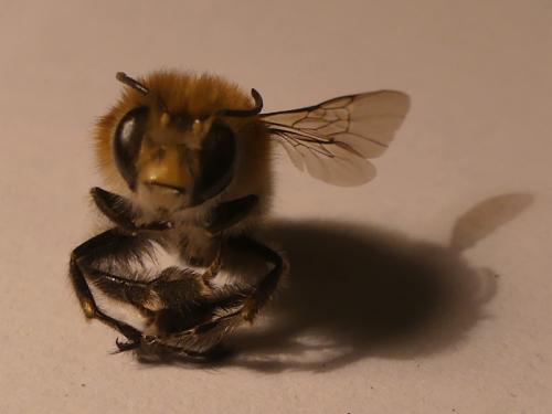 Anthophora plumipes